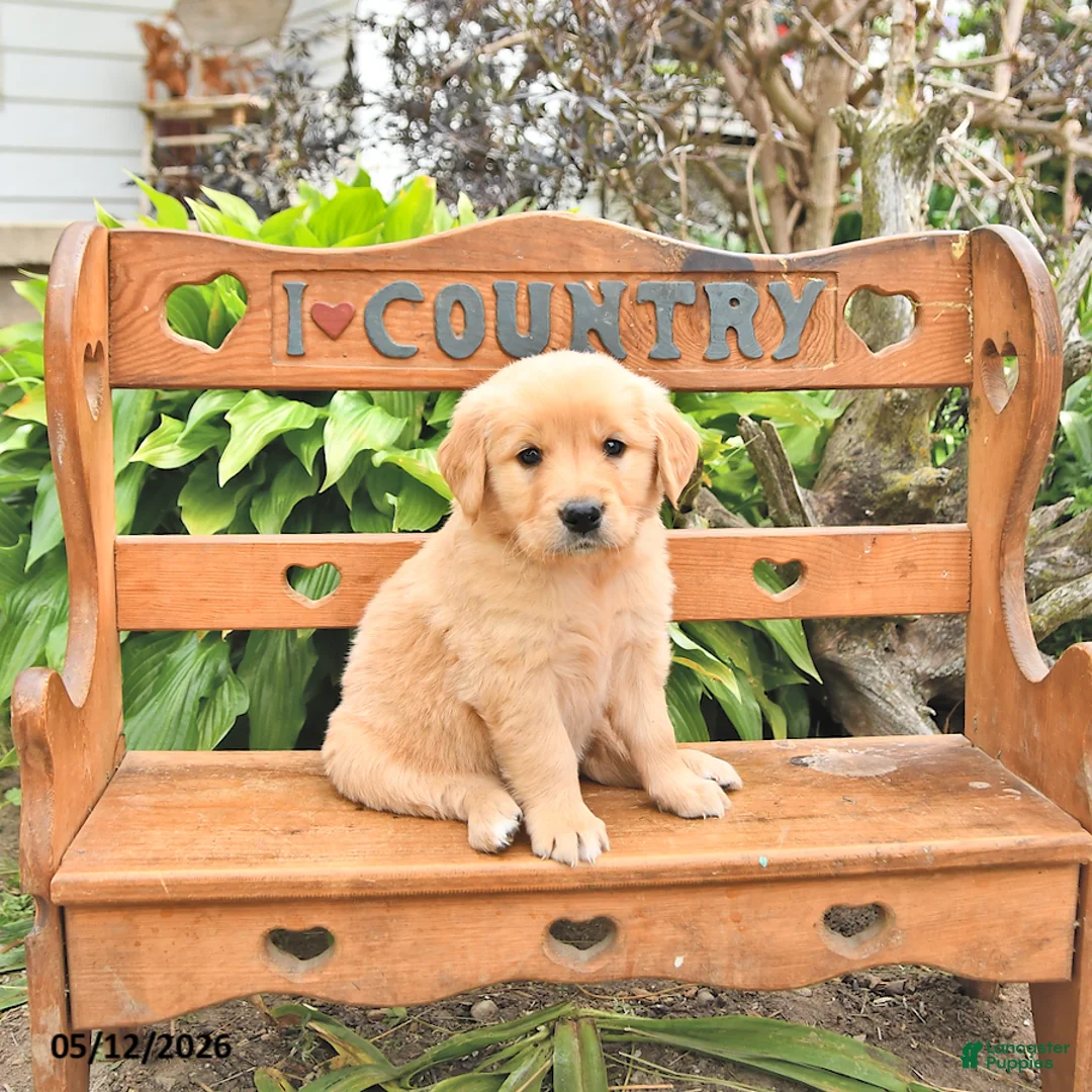 Golden Retriever dogs for sale: Dylan - Ad 1