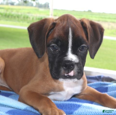 Boxer dogs Sophia - Champ lines - Ad 38