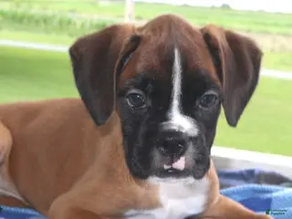 Boxer dogs Sophia - Champ lines - Ad 38