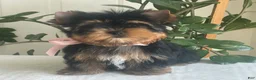 Yorkshire Terrier dogs for sale: Baby Paige - Ad 4
