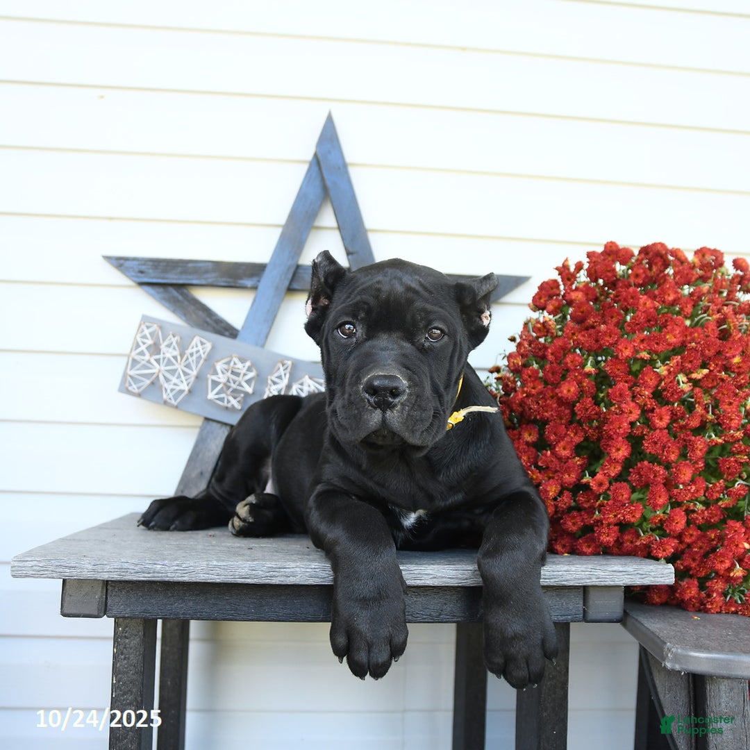 Cane Corso dogs for sale: Prince   - Ad 4