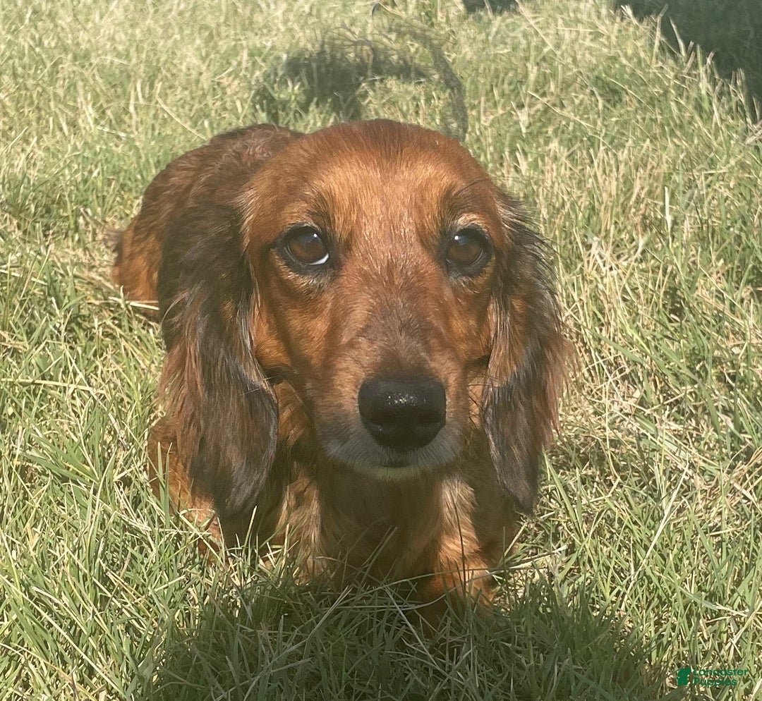 Miniature Dachshund dogs for sale: Miniature Dachshund Puppy 3 - Ad 6