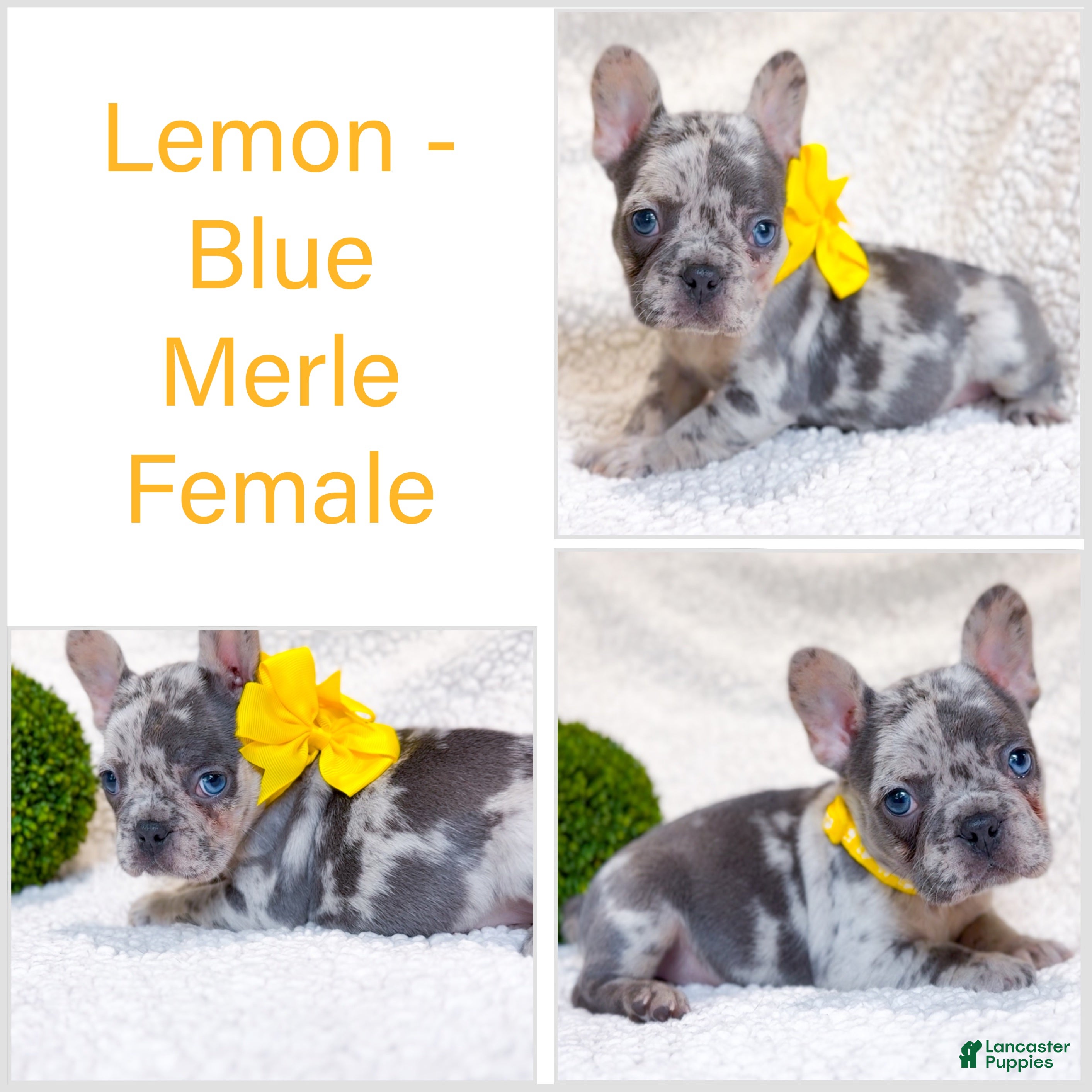 French Bulldog dogs Lemon Blue Merle Female Frenchie akc - Ad 1