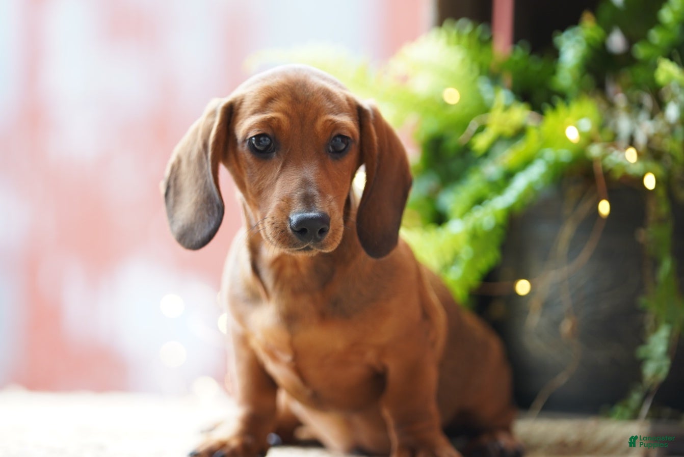 Miniature Dachshund dogs Hansel  - Ad 2