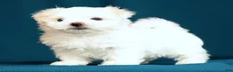 Maltese dogs for sale: Alex - Ad 8