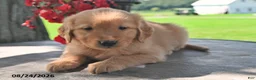 Golden Retriever dogs for sale: Taffy - Ad 2