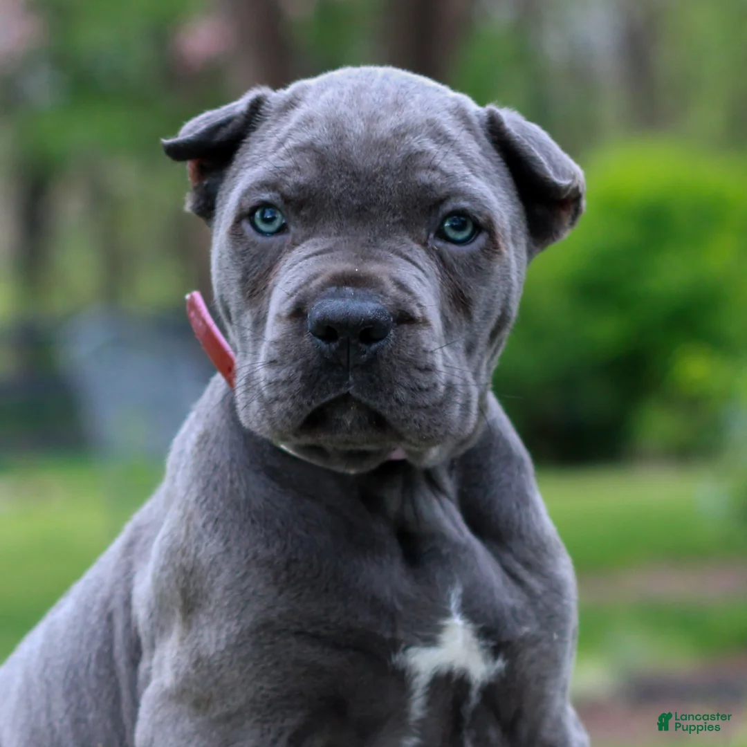 Cane Corso dogs for sale: Felix  - Ad 2
