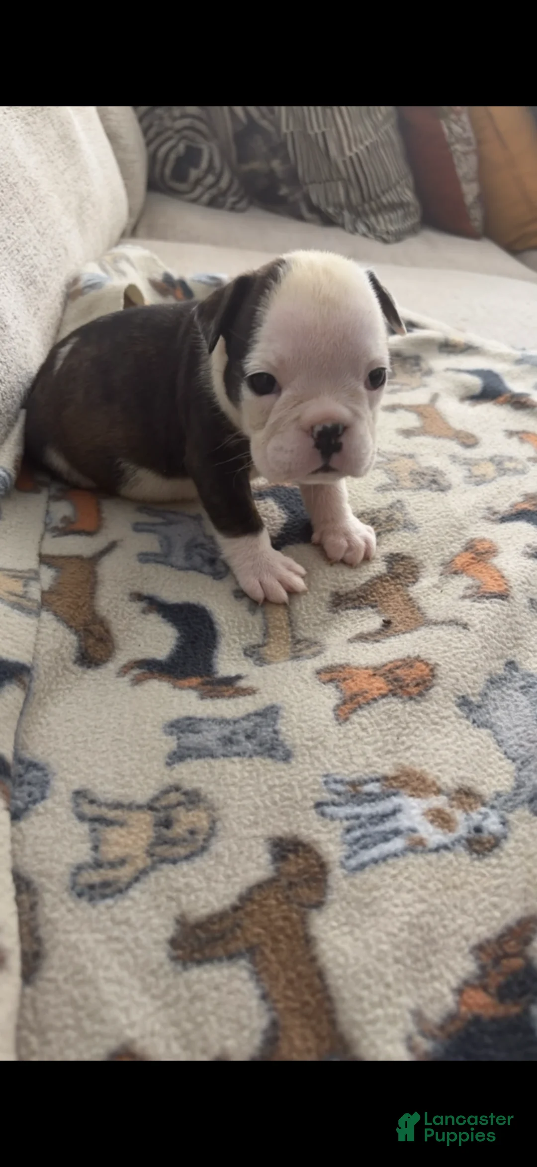 English Bulldog dogs for sale: Echo - Ad 1