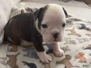 English Bulldog dogs Echo - Ad 12