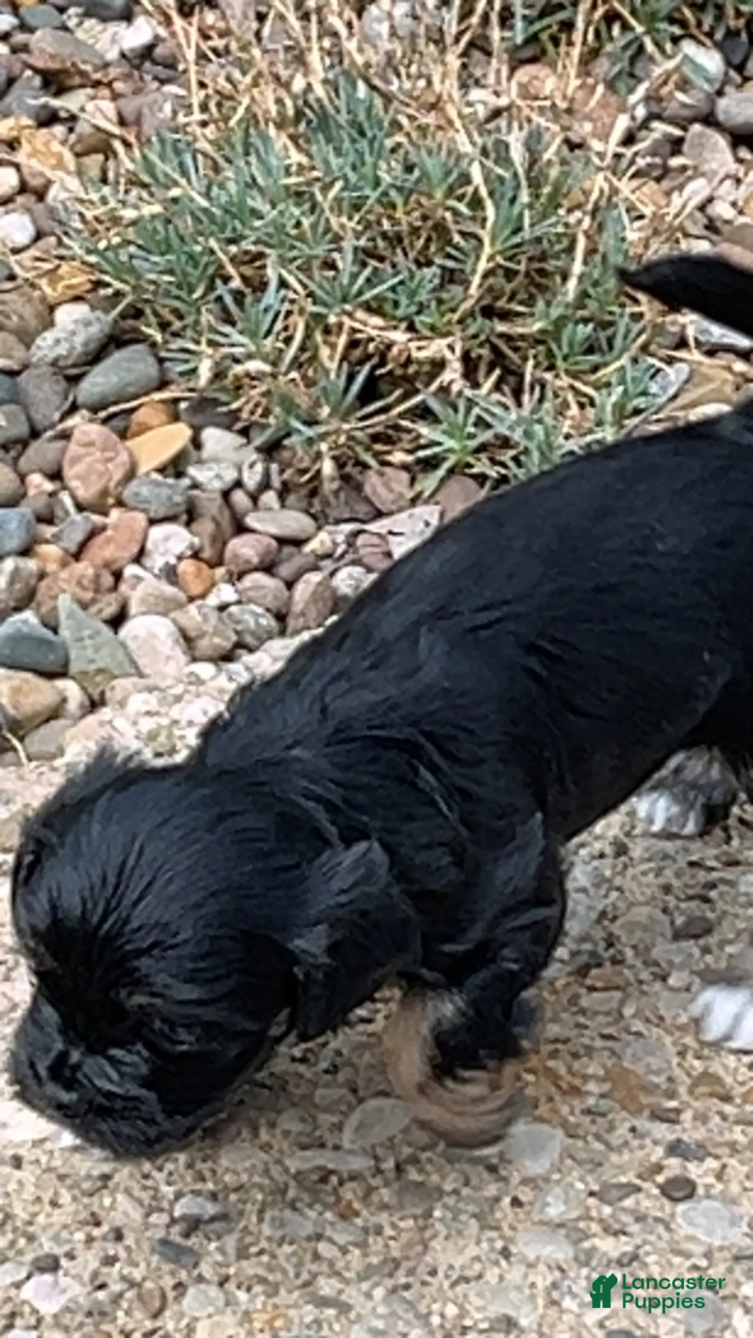 Mixed Breed dogs for sale: Gizmo - Ad 6