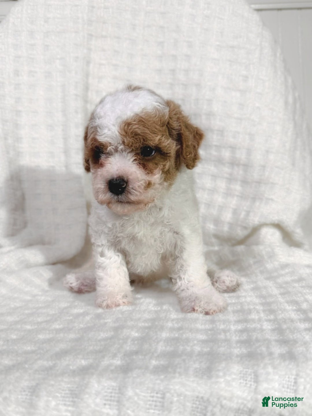 Cavapoo dogs for sale: Alfie - Ad 5