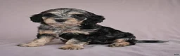 Cockapoo dogs for sale: Barney - Ad 4