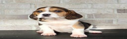 Beagle dogs for sale: Pokey - Ad 5