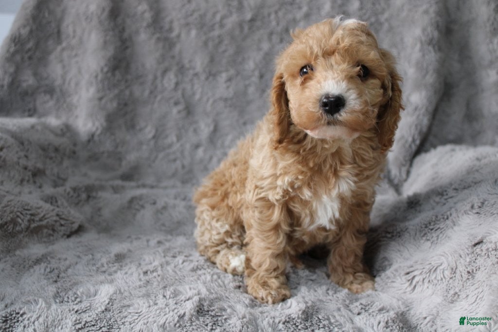 Mixed Breed dogs CavaPooChon male - JEFFERSON - Ad 24