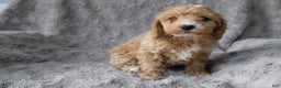 Mixed Breed dogs for sale: CavaPooChon male - JEFFERSON - Ad 1