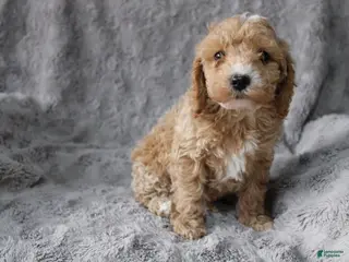 Mixed Breed dogs CavaPooChon male - JEFFERSON - Ad 15