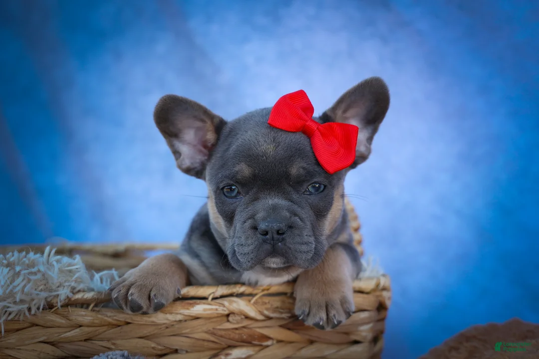 Frenchton dogs for sale: Quest - Ad 2