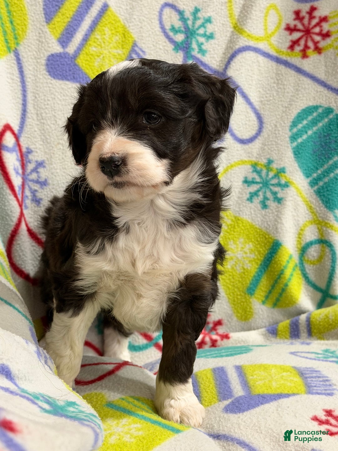 Mini Aussiedoodle dogs for sale: Kelsey - Ad 6