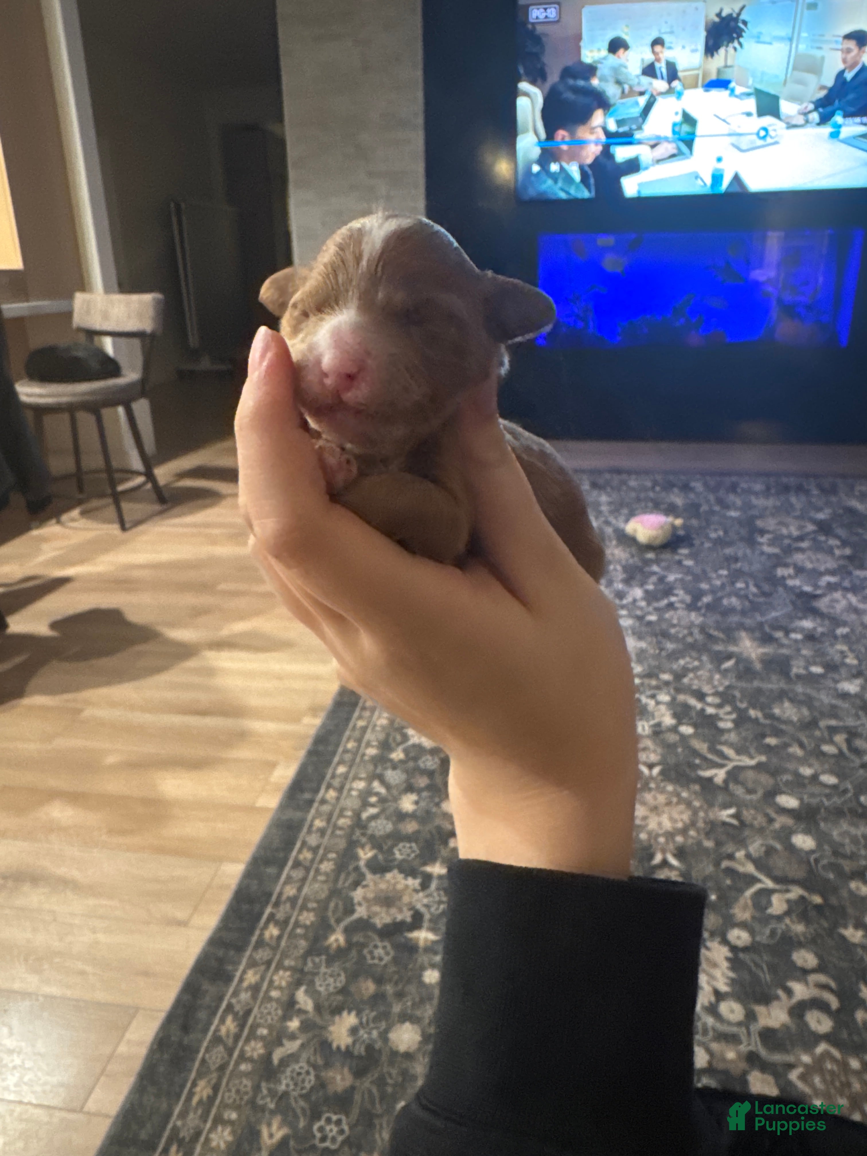 Toy Poodle dogs Toy Poodle Puppy 2 - Ad 2