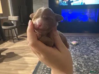 Toy Poodle dogs Toy Poodle Puppy 2 - Ad 2