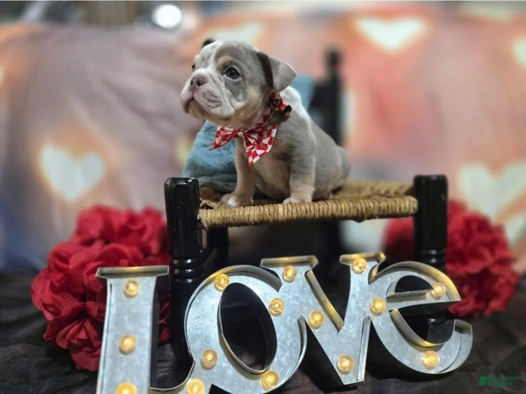 English Bulldog dogs for sale: English Bulldog Puppy 2 - Ad 1