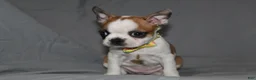 Boston Terrier dogs for sale: Harper - Ad 4