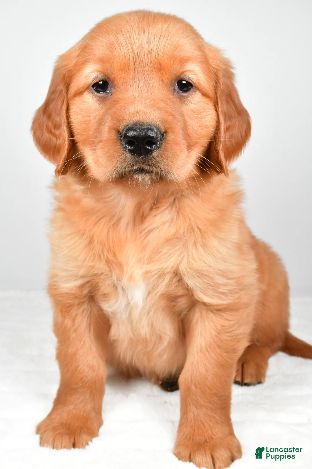 Golden Retriever dogs for sale: Rose - Ad 2