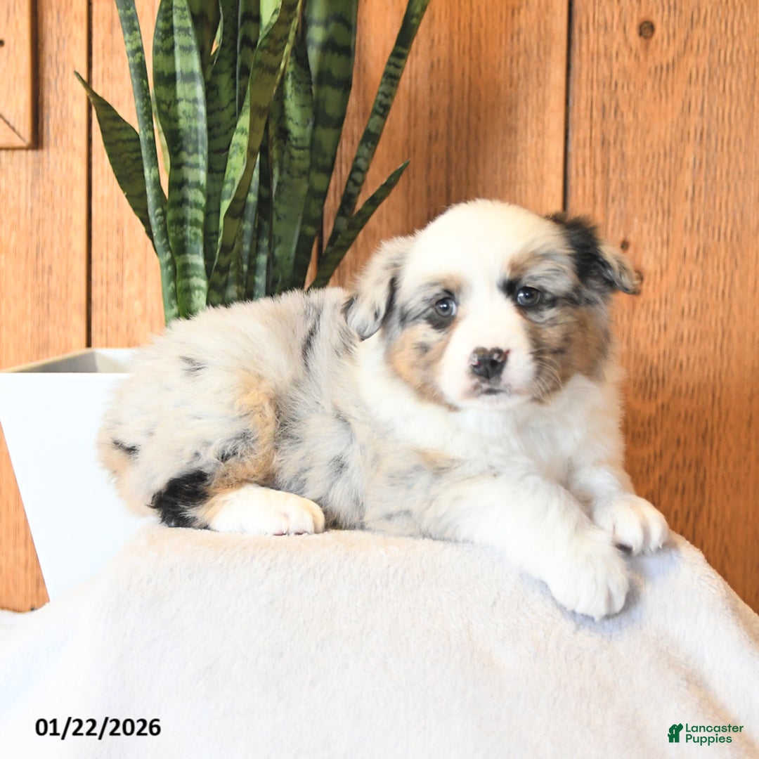 Miniature Australian Shepherd dogs for sale: Leo - Ad 4