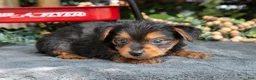 Yorkshire Terrier dogs for sale: Laddie - Ad 3