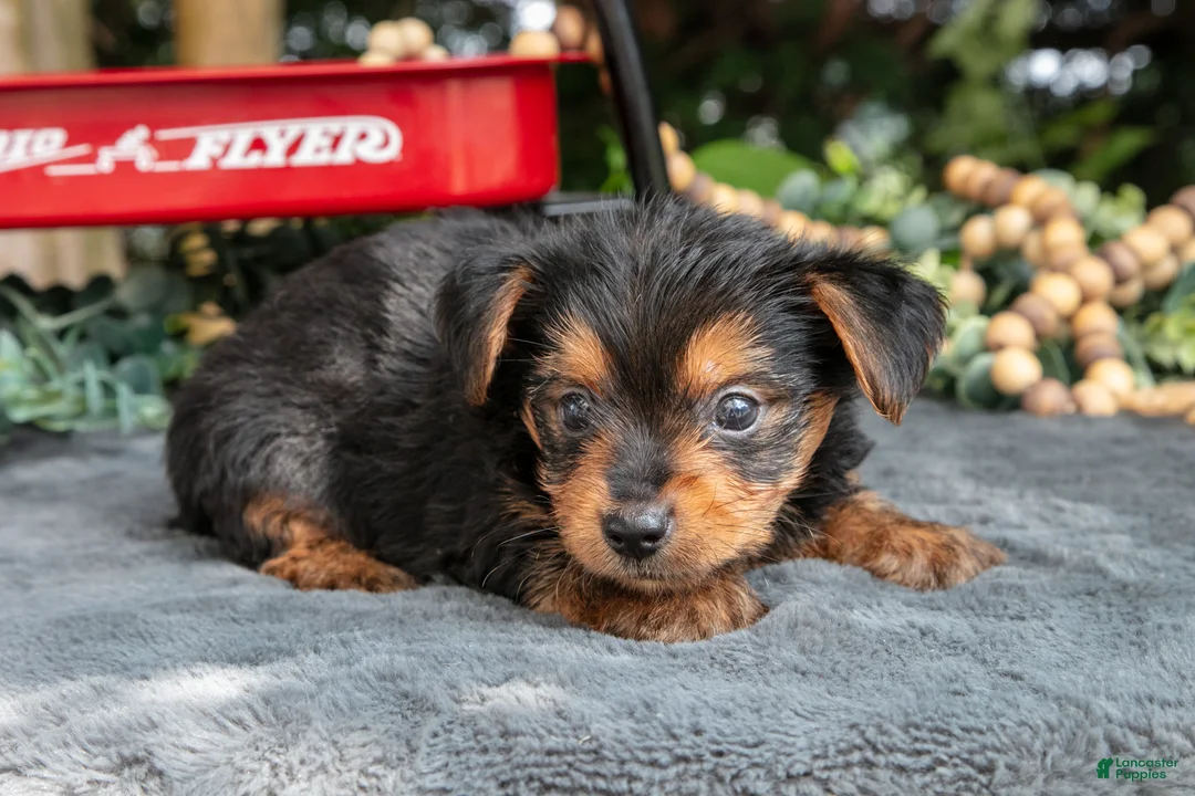 Yorkshire Terrier dogs for sale: Laddie - Ad 3