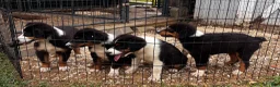 Miniature Australian Shepherd dogs for sale: #7 Bear - Ad 13