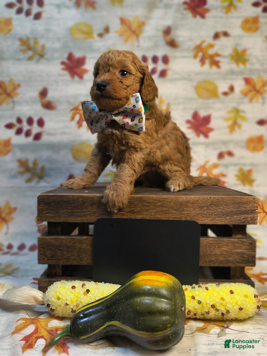 Mini Goldendoodle dogs for sale: Clove  - Ad 3