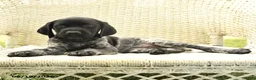 German Shorthaired Pointer dogs for sale: Heather - Ad 5
