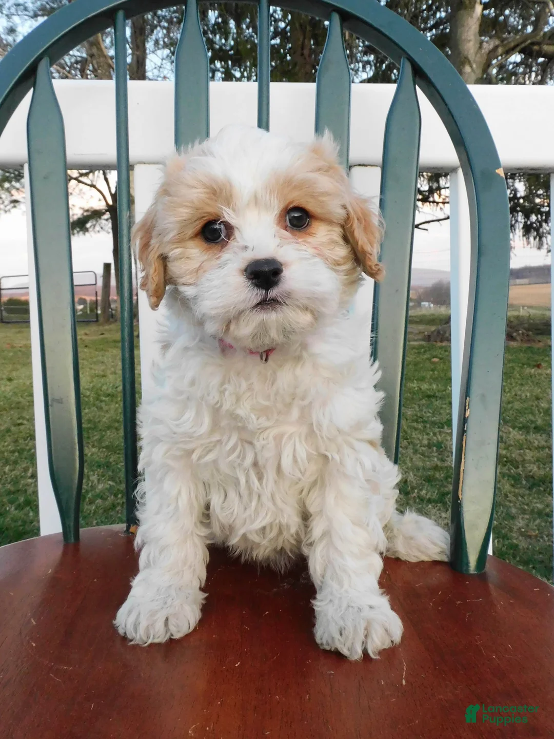 Cavachon dogs for sale: Pringle  - Ad 1