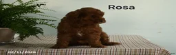 Cavapoo dogs for sale: Rosa  - Ad 2