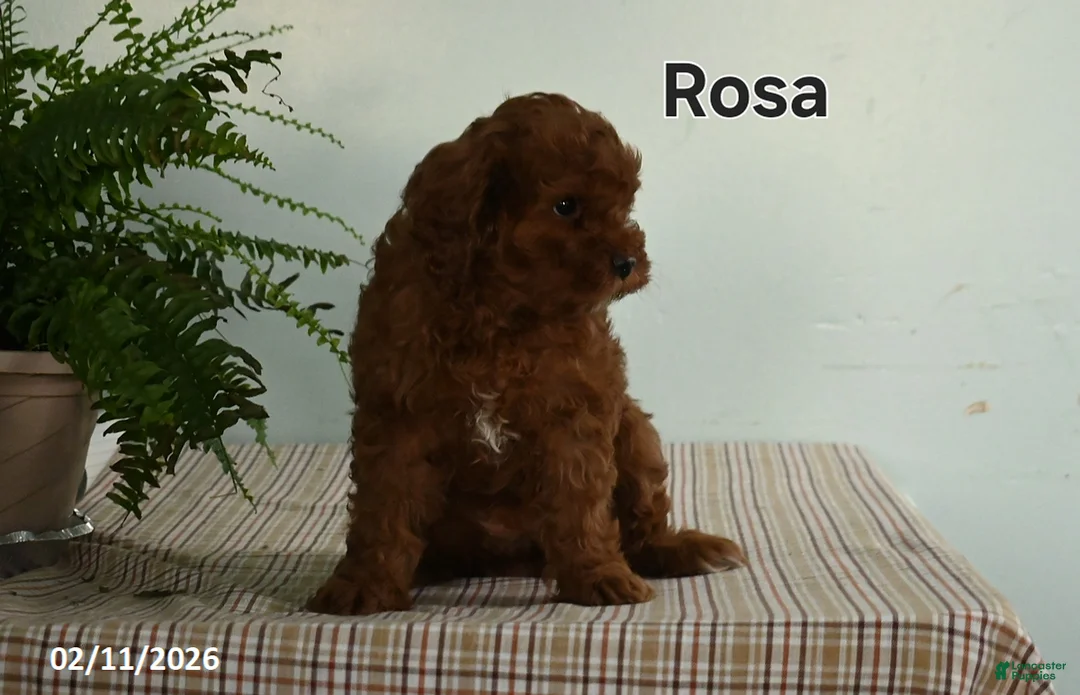 Cavapoo dogs for sale: Rosa  - Ad 2