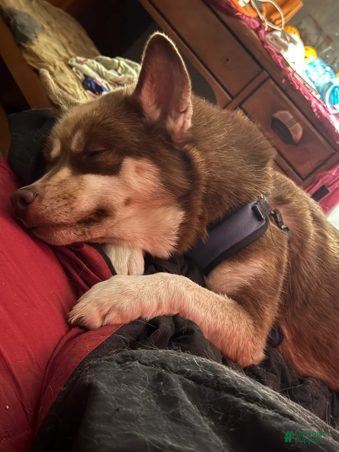 Siberian Husky dogs for sale: Pepper  - Ad 9