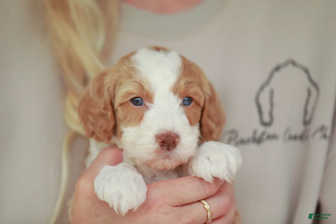 Bernedoodle dogs for sale: Cracker Jack - Ad 2
