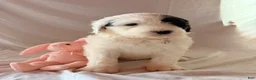 Mixed Breed dogs for sale: Paquita - Ad 5