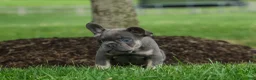 French Bulldog dogs for sale: Kilo  - Ad 6