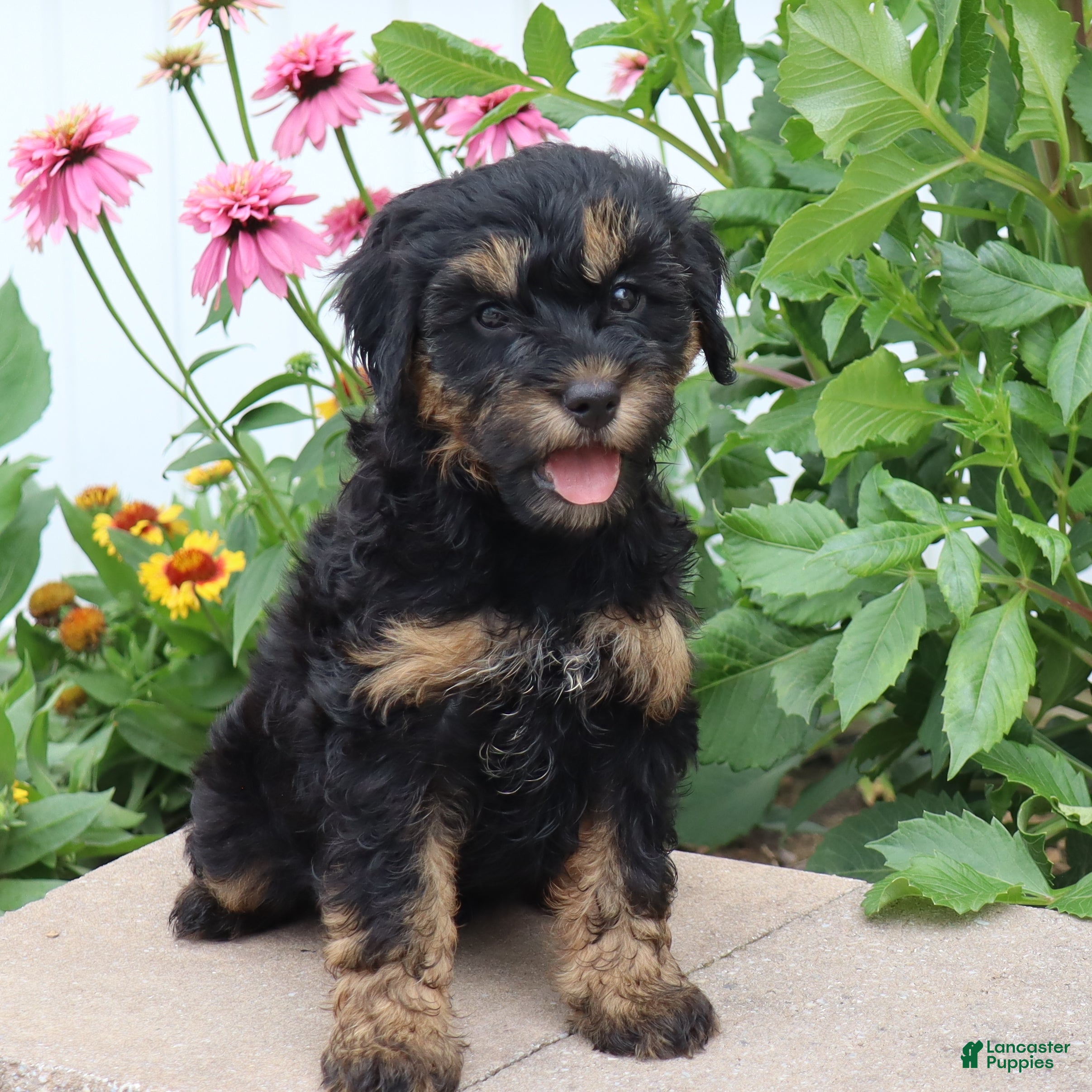 Mini Goldendoodle dogs Faye - Ad 2