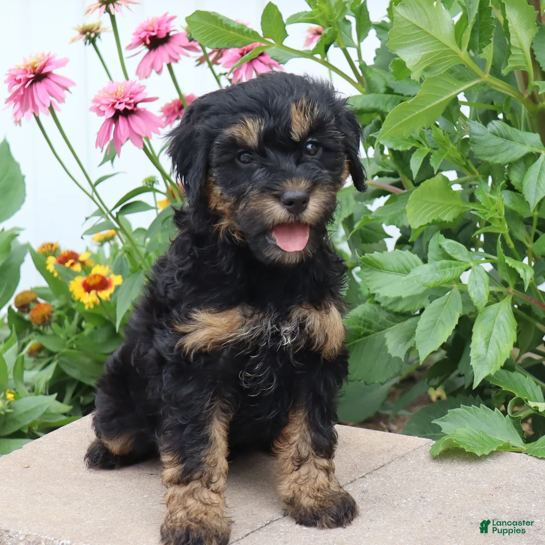 Mini Goldendoodle dogs for sale: Faye - Ad 2