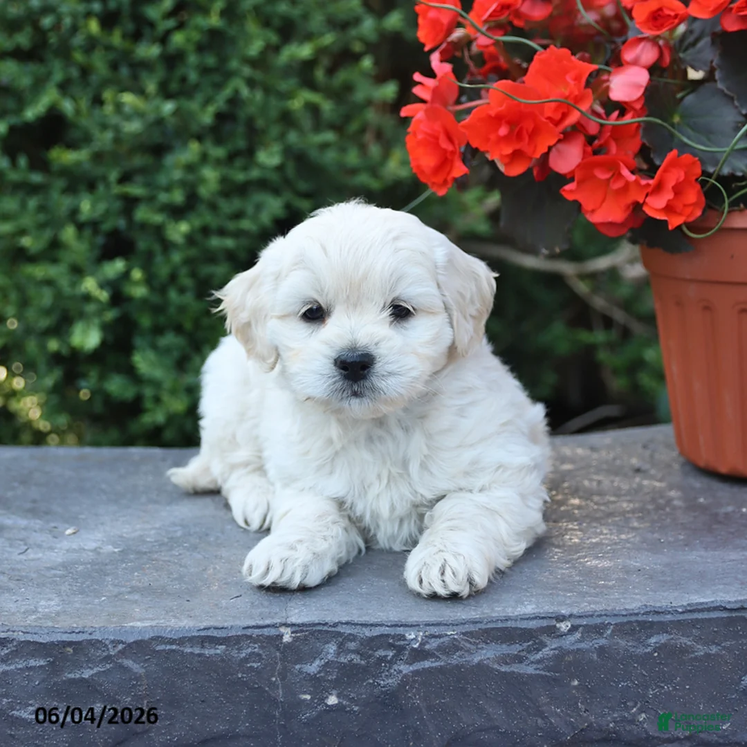 Mixed Breed dogs for sale: Elliot - Ad 2