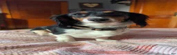 Miniature Dachshund dogs for sale: Miniature Dachshund 1 - Ad 2