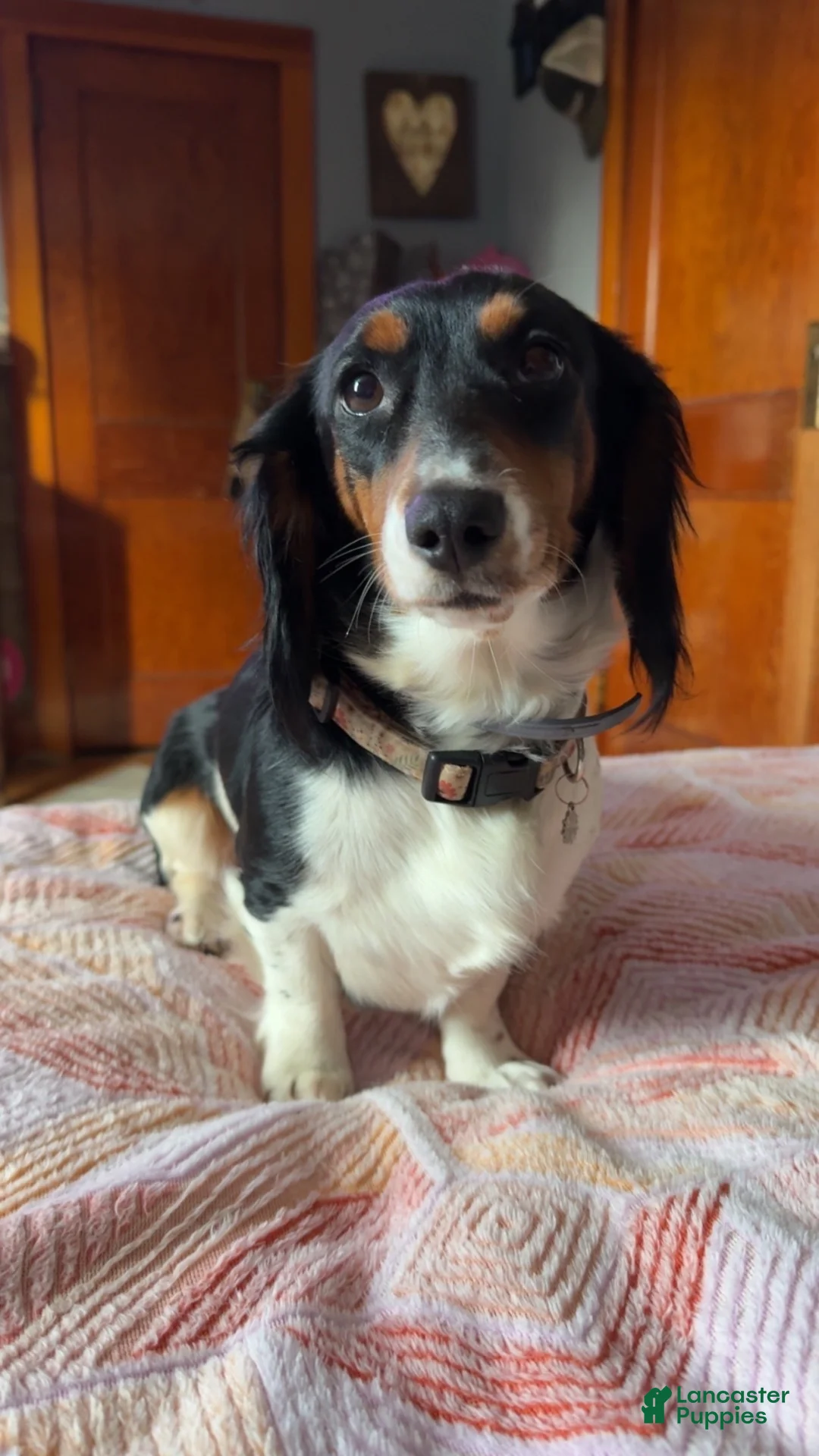 Miniature Dachshund dogs for sale: Miniature Dachshund 1 - Ad 2