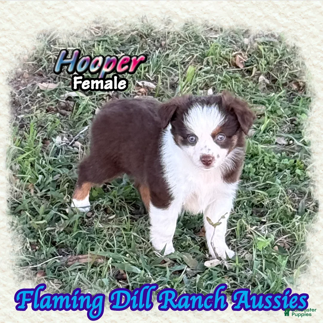 Toy Australian Shepherd dogs for sale: Booker - Ad 13