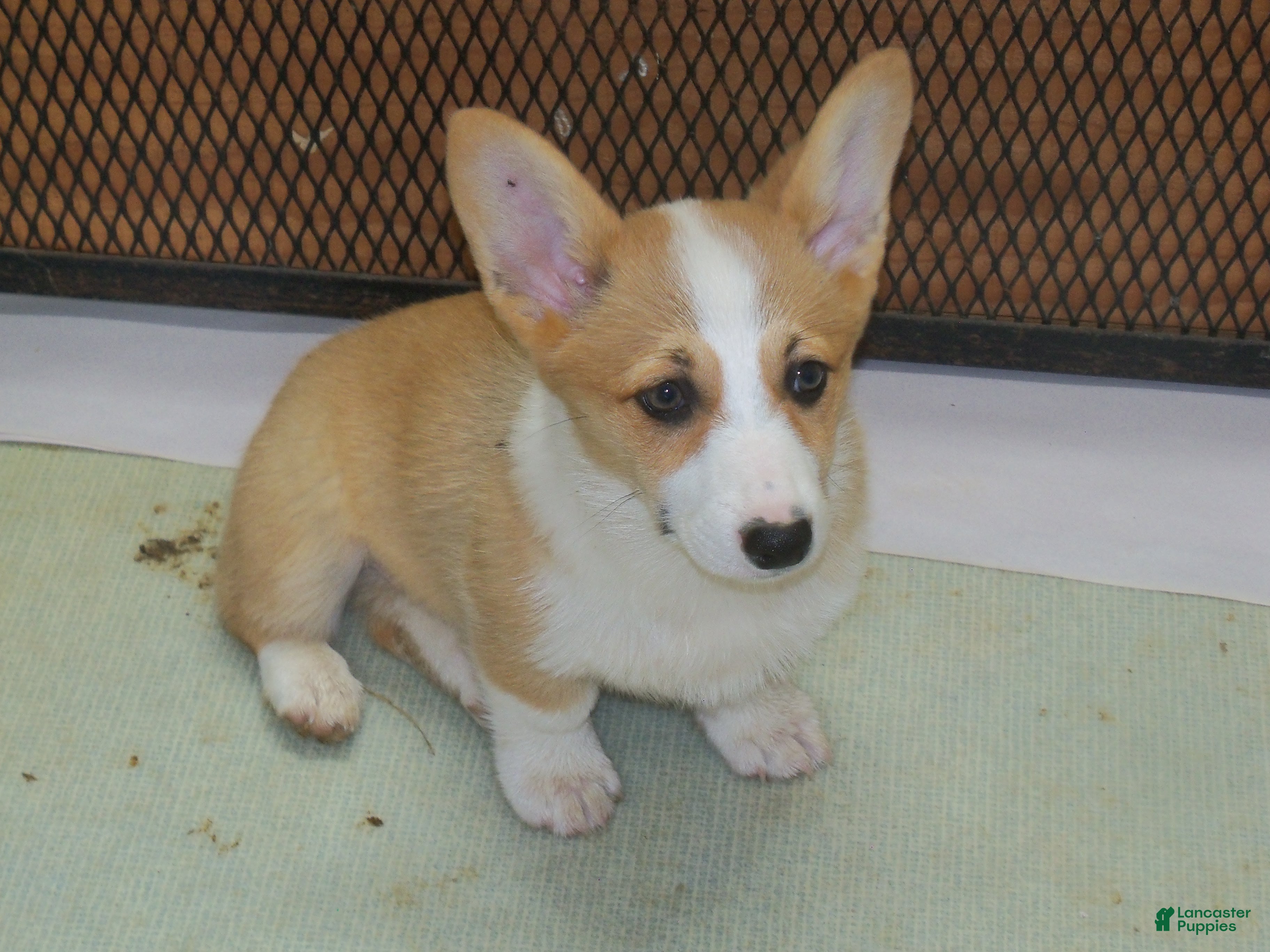 Welsh Corgi Pembroke dogs Garry...Genetic tested - Ad 1
