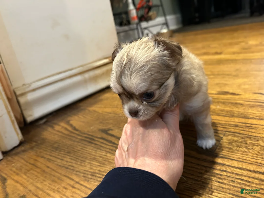 Chihuahua dogs for sale: Chihuahua Puppy 2 - Ad 6