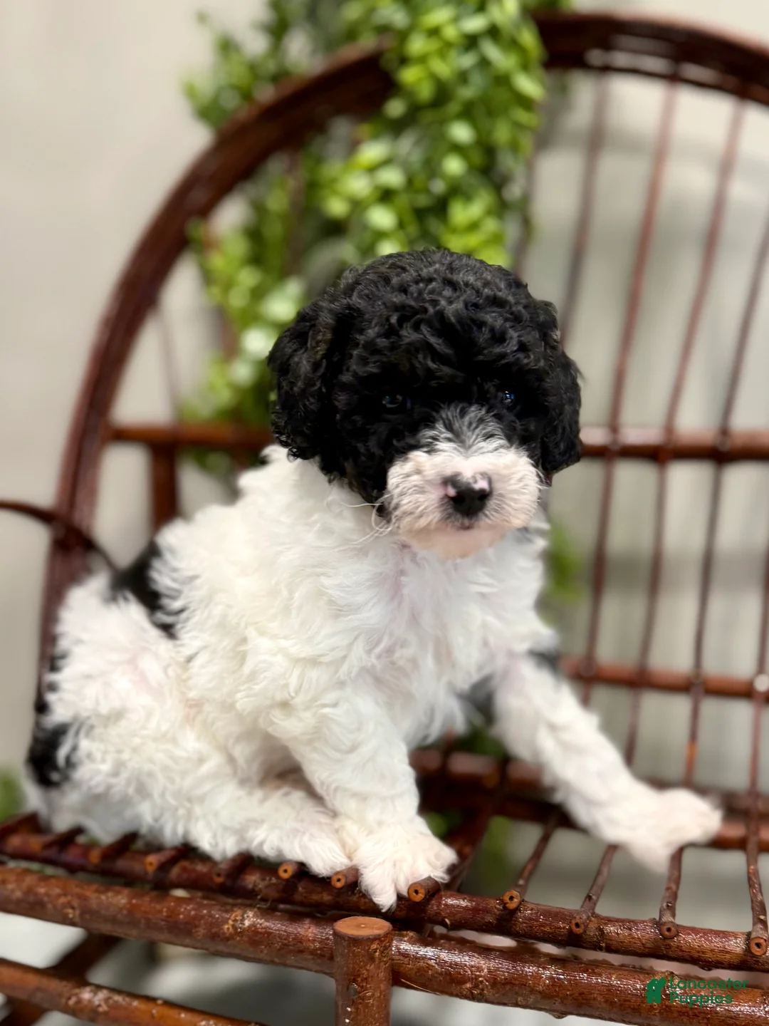 Mini Goldendoodle dogs for sale: Oscar - Ad 3