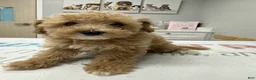 Mini Goldendoodle dogs for sale: Mini Goldendoodle 2 - Ad 3
